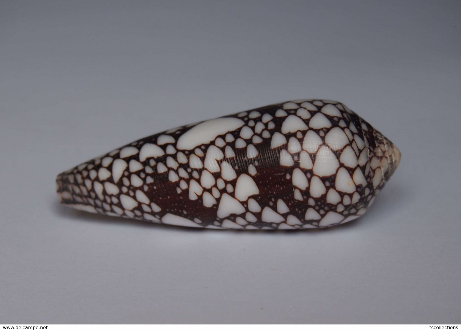 Conus Episcopatus - Coquillages