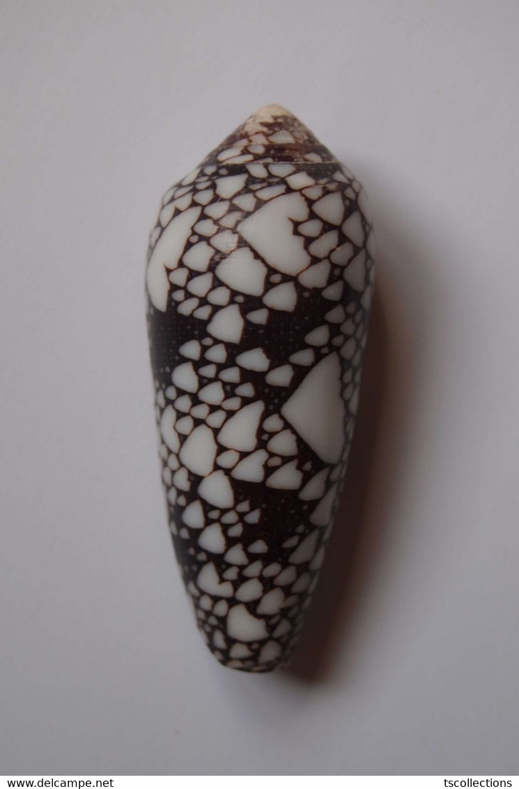 Conus Episcopatus - Coquillages