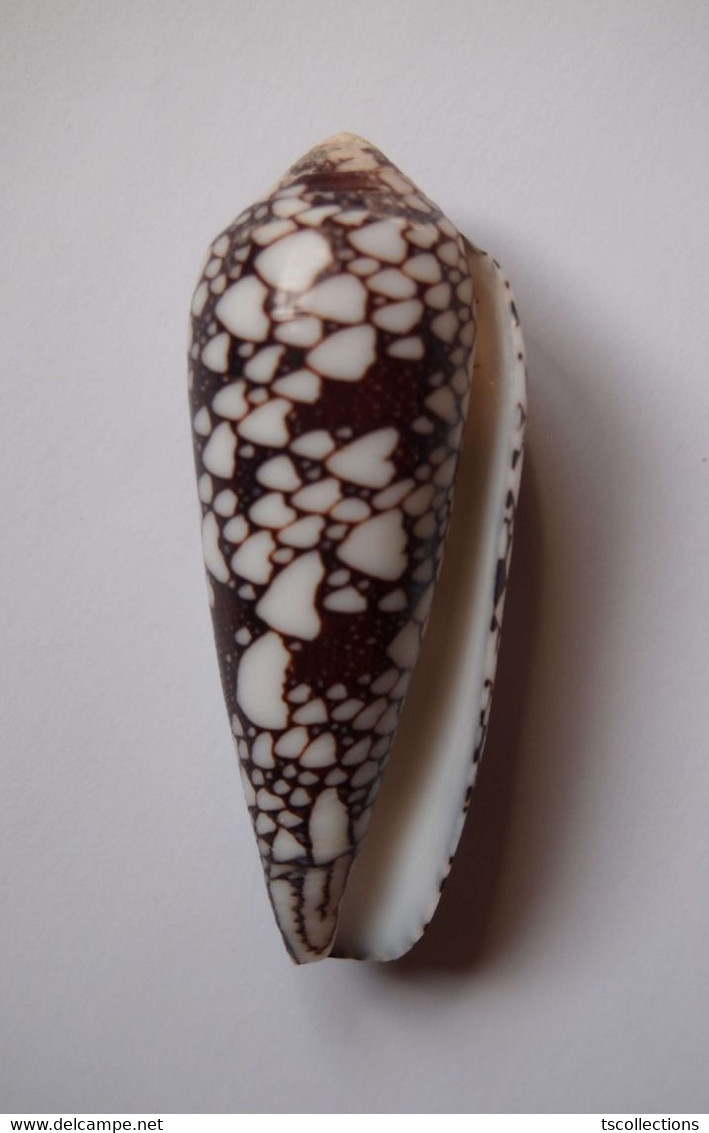 Conus Episcopatus - Coquillages