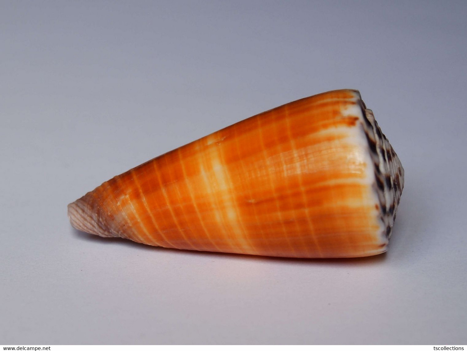 Conus Planorbis - Coquillages