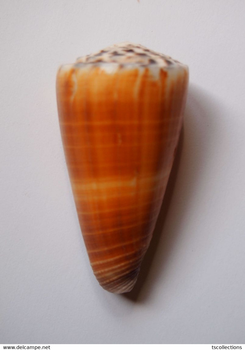 Conus Planorbis - Coquillages