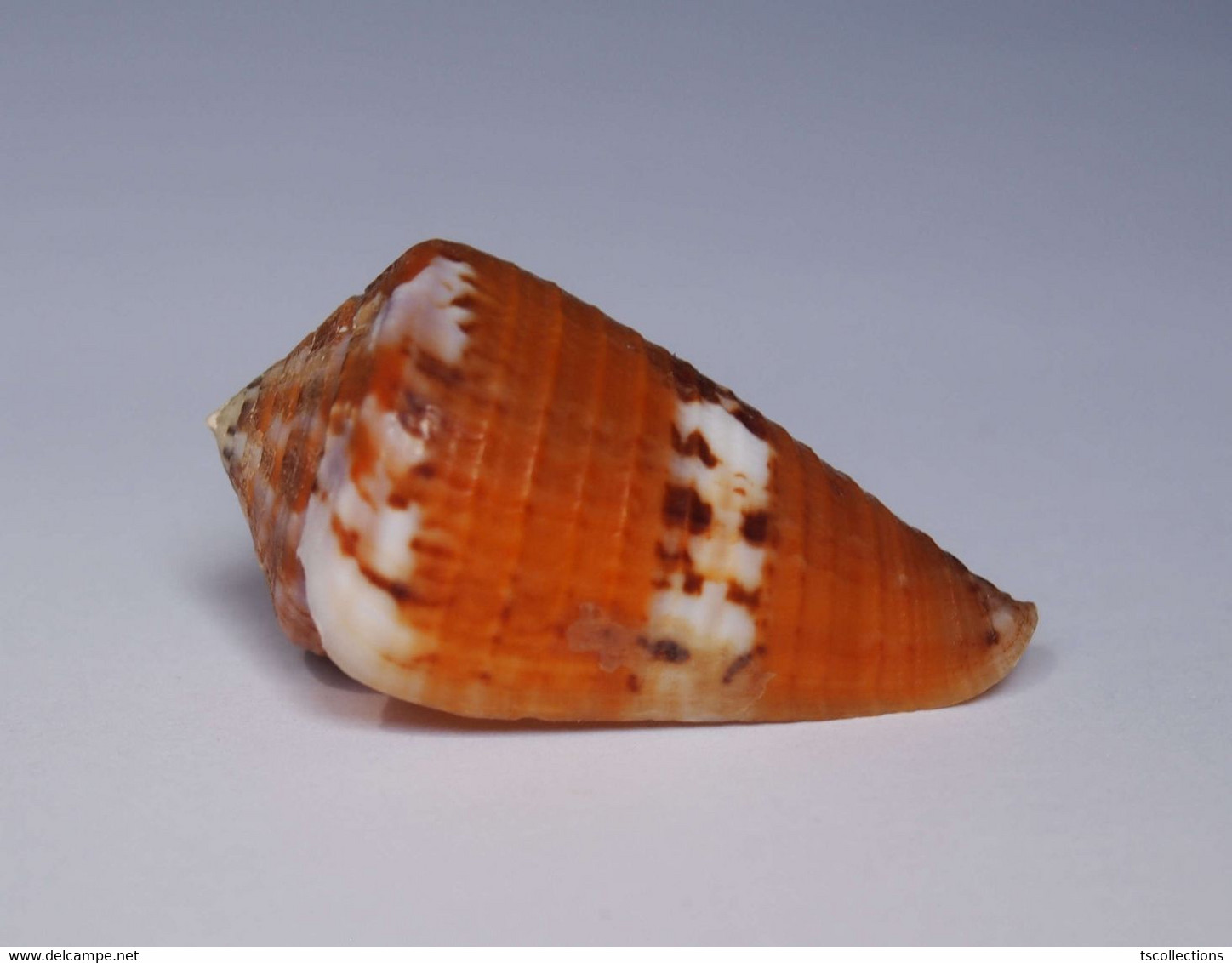 Conus Capitaneus - Coquillages