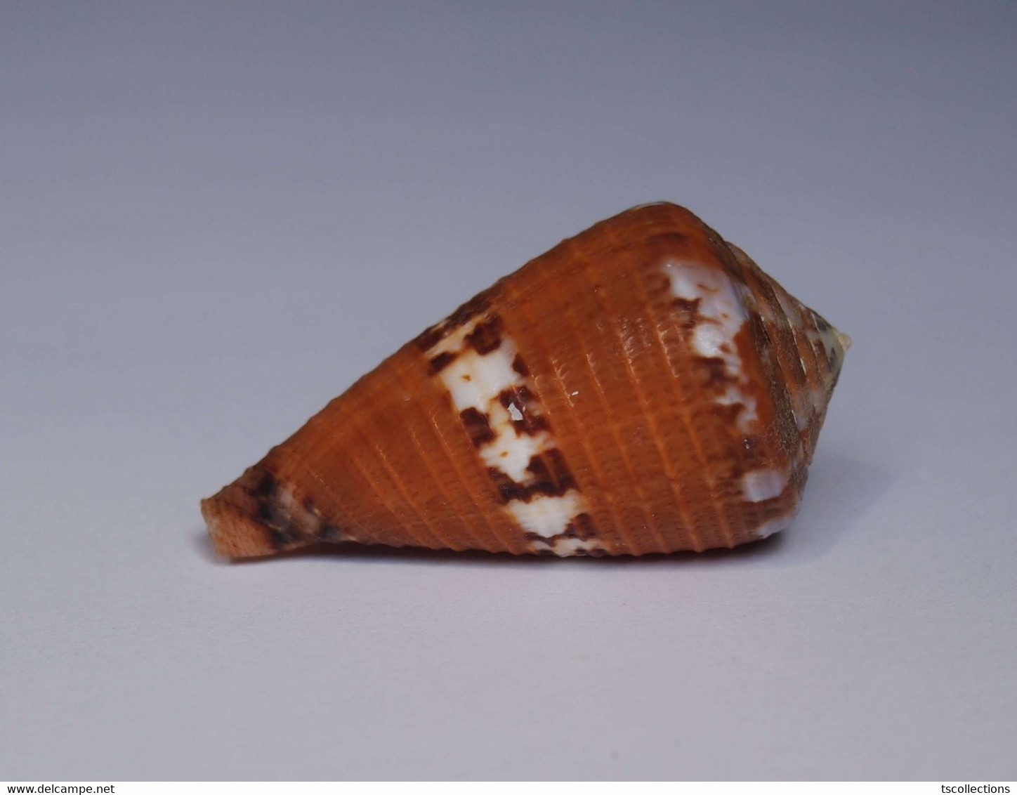 Conus Capitaneus - Coquillages