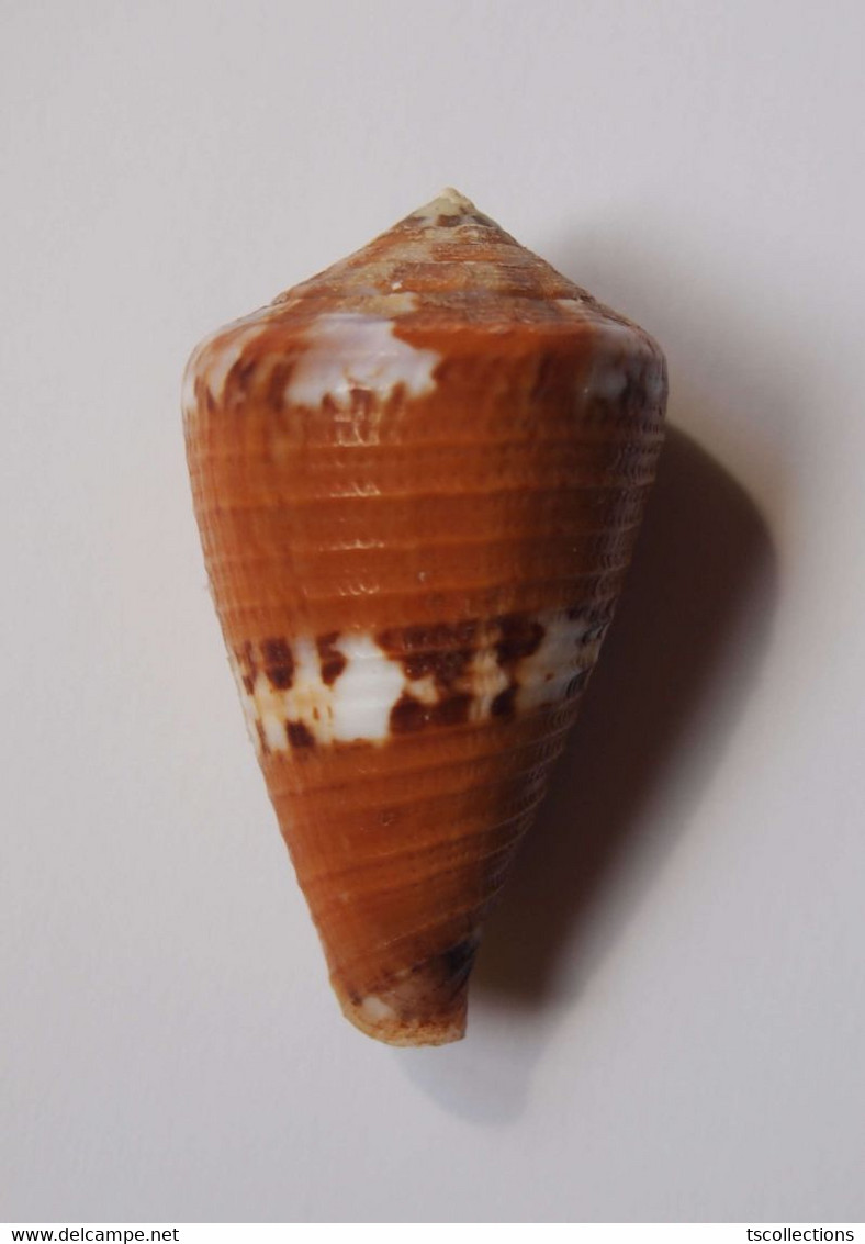 Conus Capitaneus - Coquillages