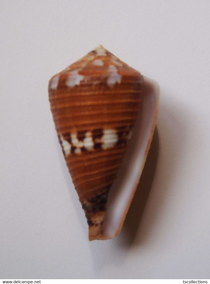 Conus Capitaneus - Coquillages