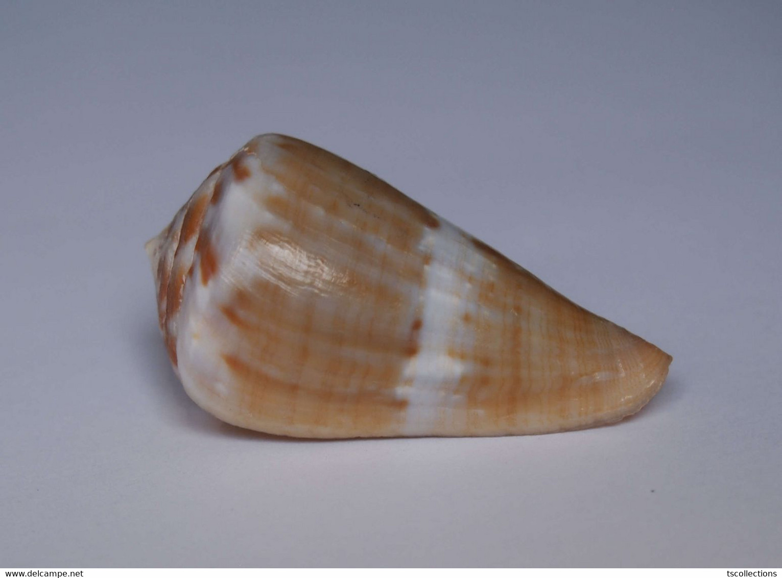 Conus Namocanus - Coquillages