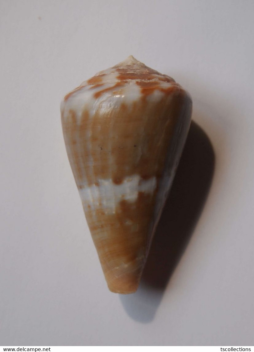 Conus Namocanus - Coquillages