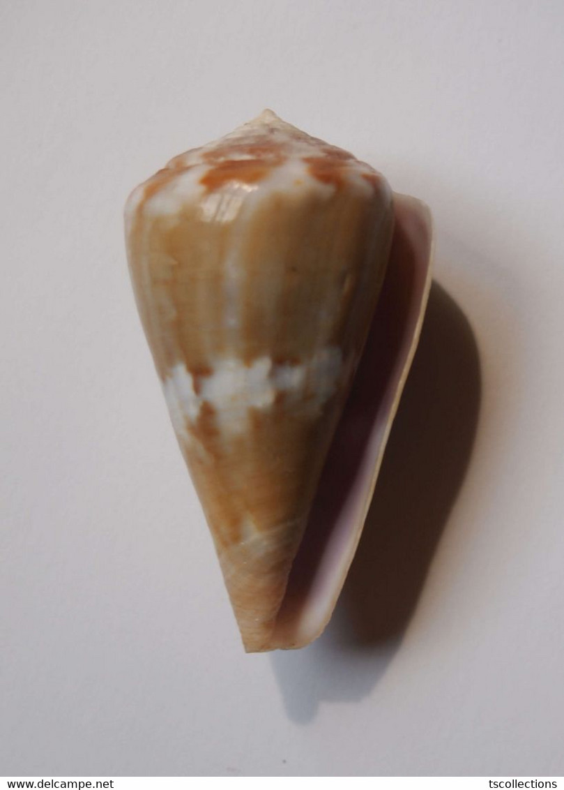 Conus Namocanus - Coquillages