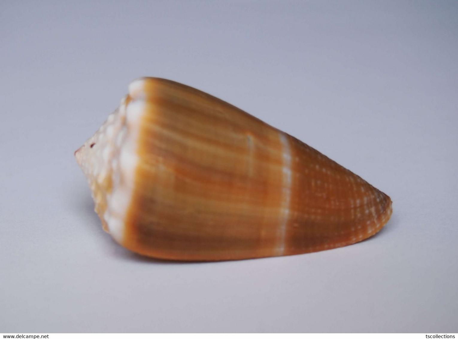 Conus Lividus - Coquillages