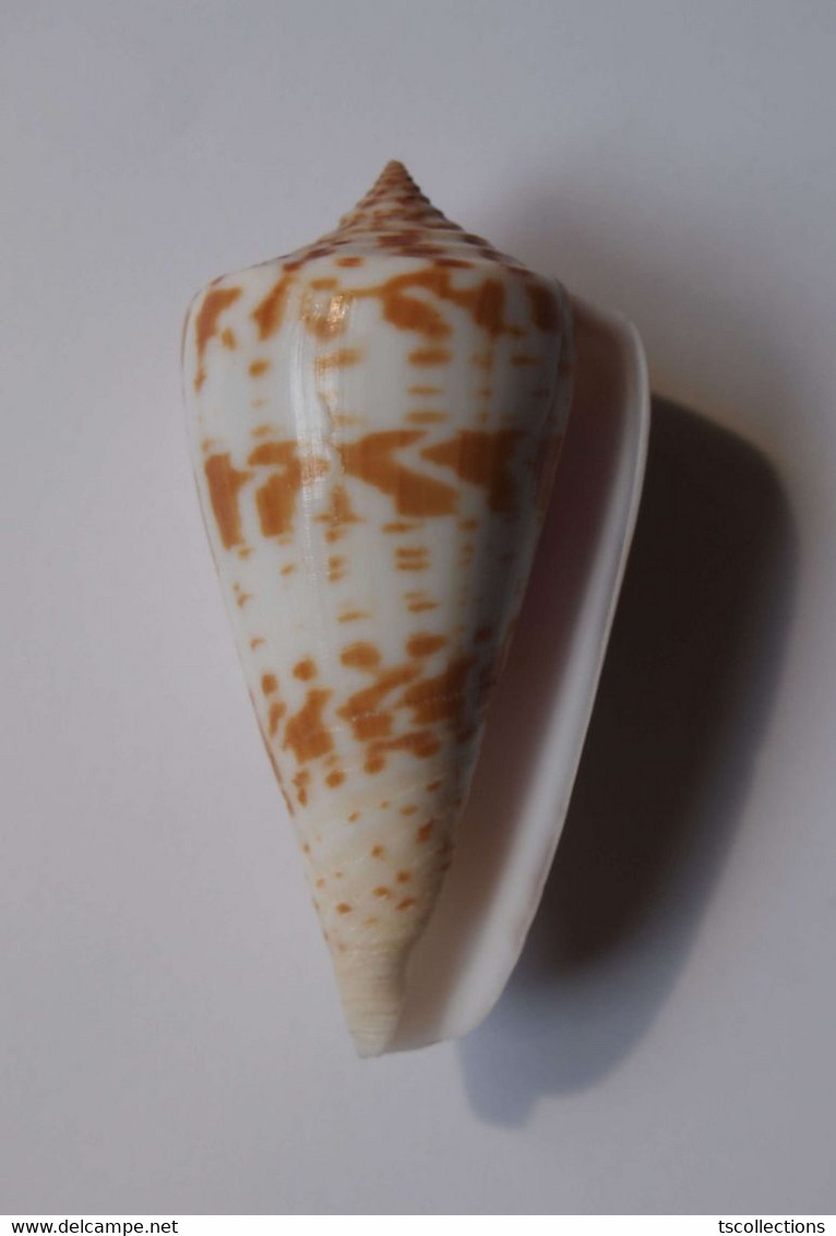 Conus Inscriptus - Coquillages