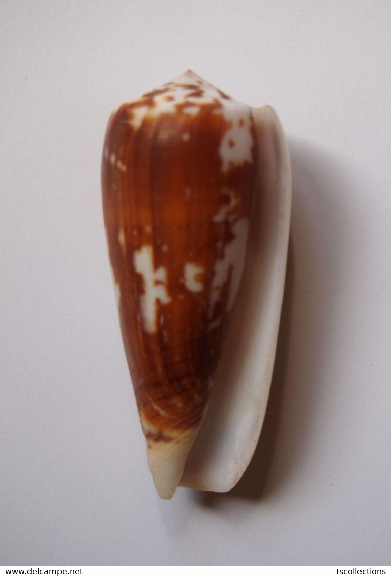 Conus Epistomium - Coquillages