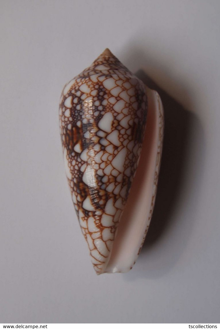 Conus Canonicus - Coquillages