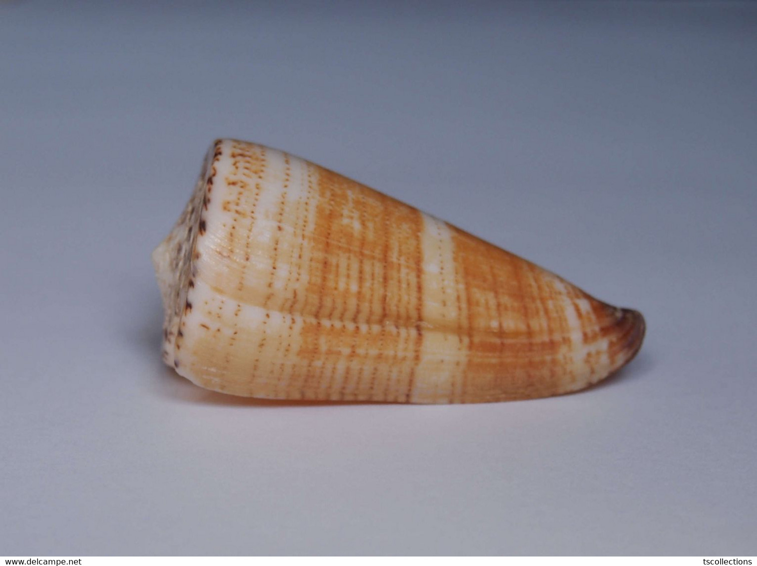 Conus Thalassiarchus - Conchas Y Caracoles