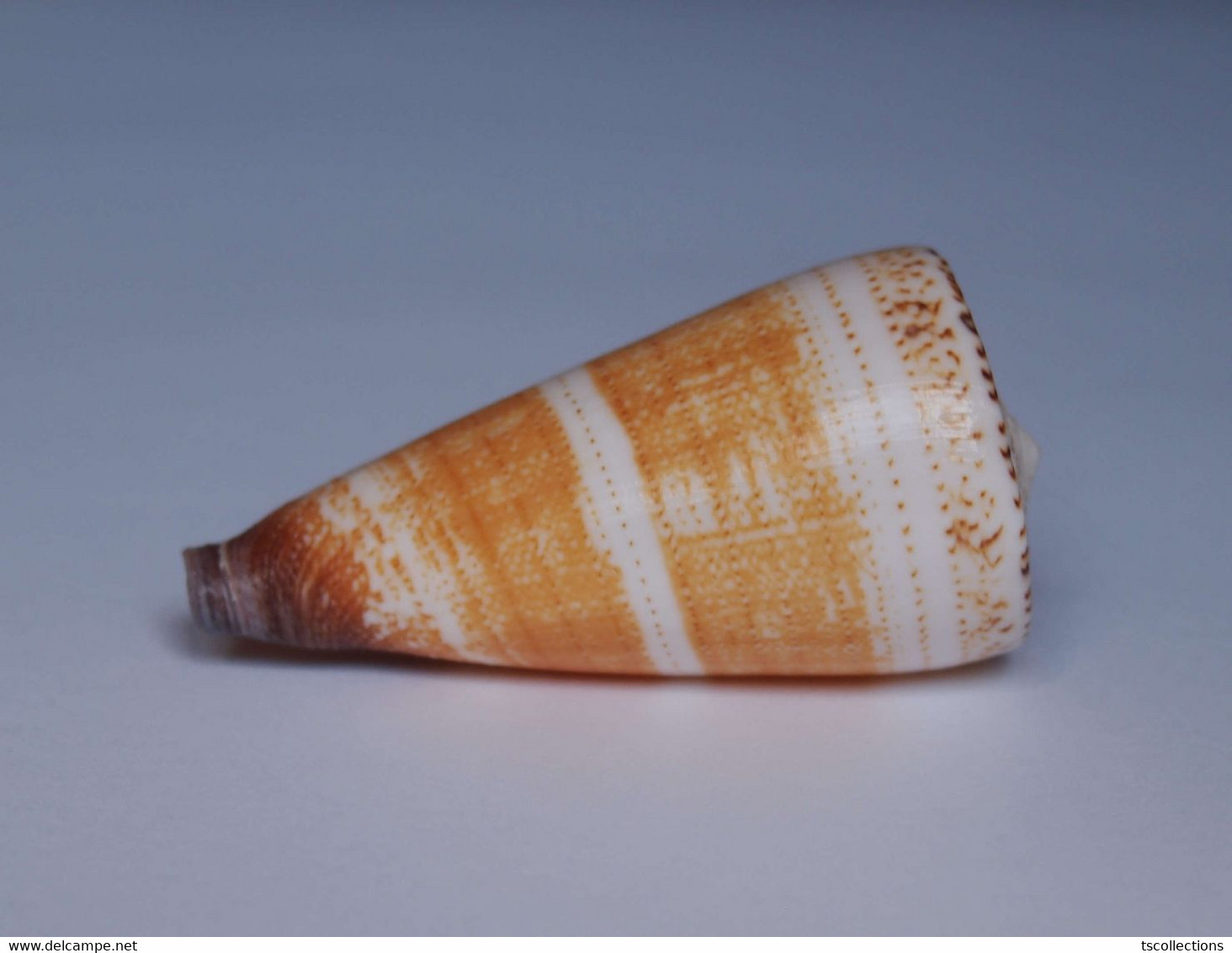 Conus Thalassiarchus - Conchas Y Caracoles