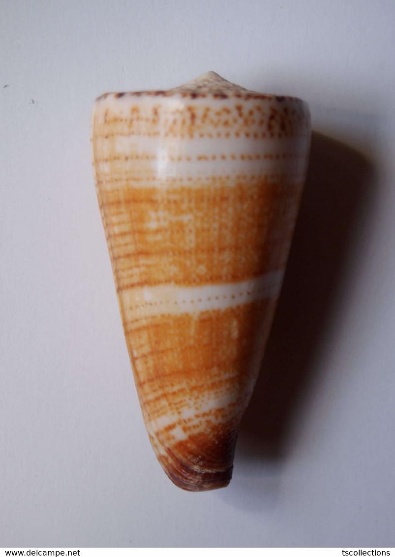 Conus Thalassiarchus - Coquillages