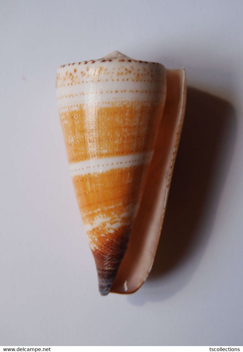 Conus Thalassiarchus - Coquillages