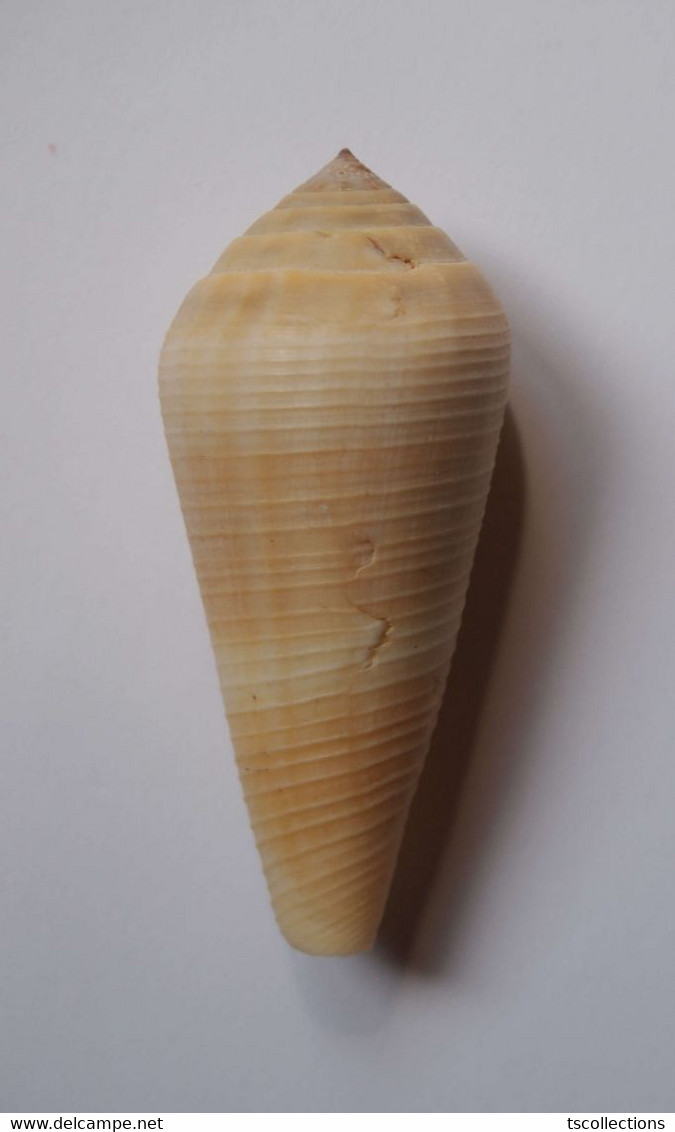 Conus Terebra - Coquillages