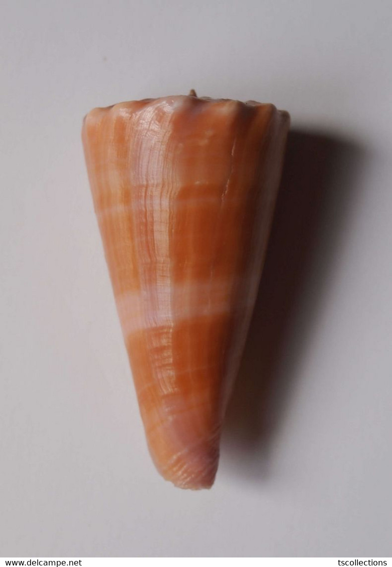 Conus Roseorapum - Coquillages