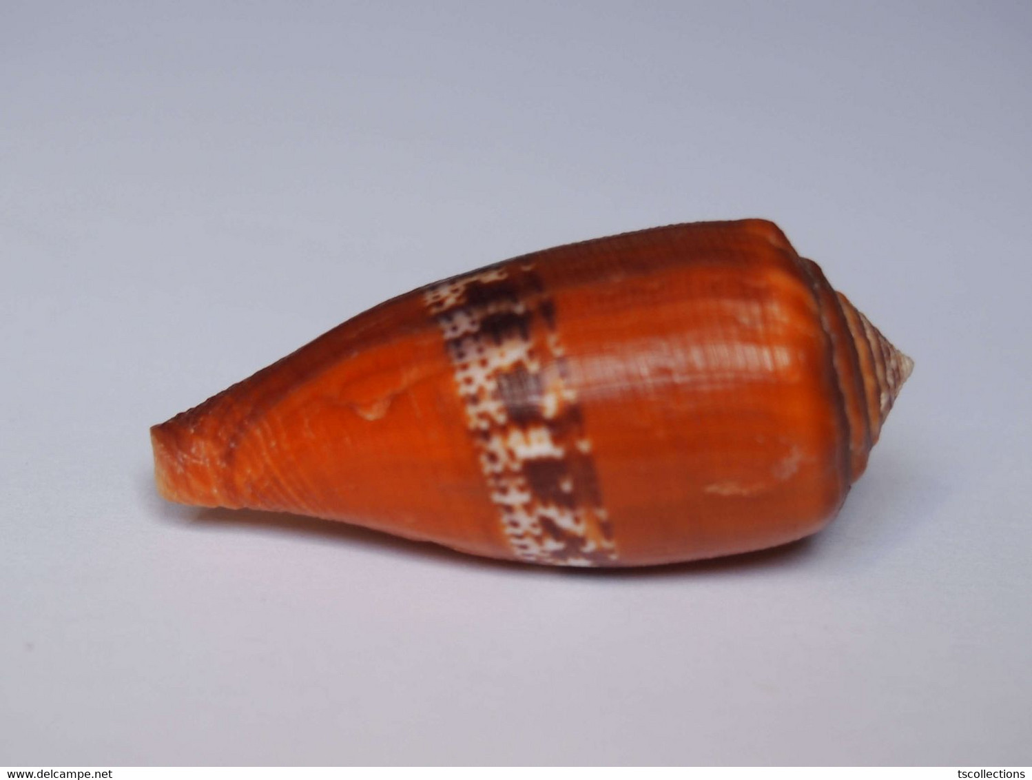 Conus Coccineus - Coquillages