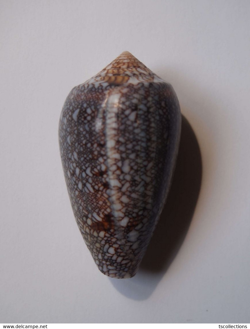 Conus Eutrios - Coquillages