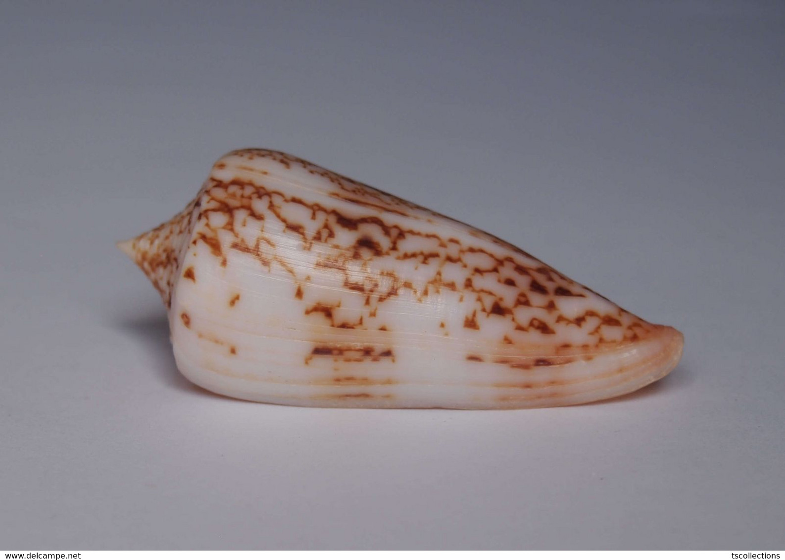 Conus Neptunus - Coquillages