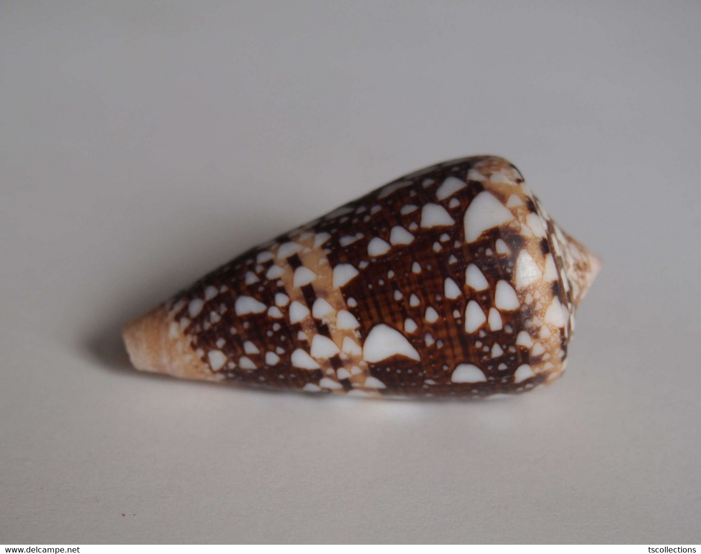 Conus Ammiralis - Coquillages