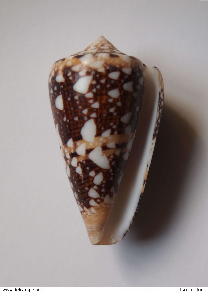 Conus Ammiralis - Coquillages