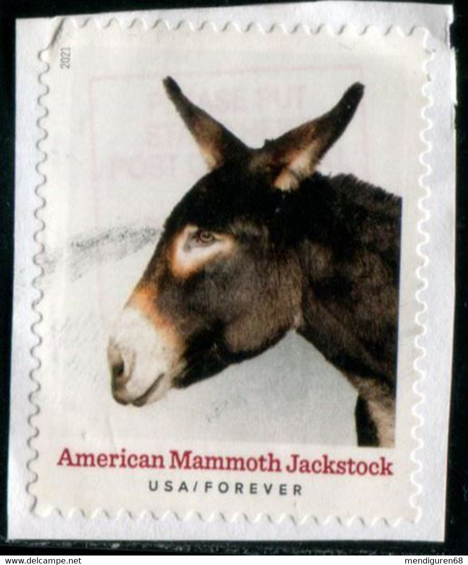 VEREINIGTE STAATEN ETATS UNIS USA 2021 HERITAGE BREEDS: AMERICAN MAMMOTH JACKSTOCK F USED PAPER SC 5587 MI 5820 YT 5429 - Oblitérés