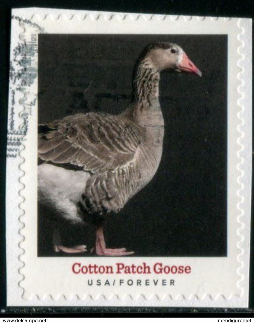 VEREINIGTE STAATEN ETATS UNIS USA 2021 HERITAGE BREEDS: COTTON PATCH GOOSE F USED ON PAPER SC 5588 MI 5821 YT 5430 - Oblitérés