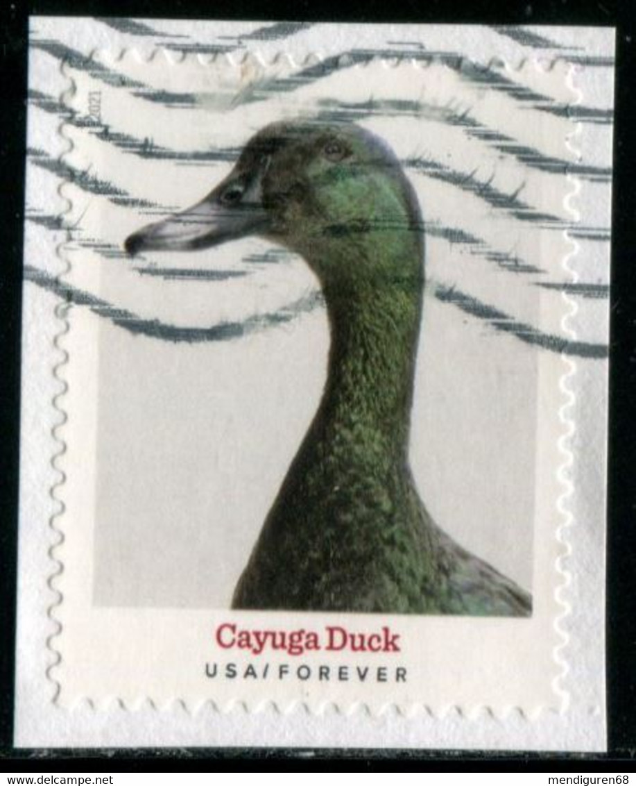 VEREINIGTE STAATEN ETATS UNIS USA 2021 HERITAGE BREEDS: CAYUGA DUCK F USED ON PAPER  SC 5591 MI 5824 YT 5433 - Gebruikt