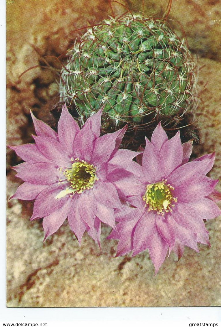 Postcard  Cactus Lobivia Wrightiana Unused - Cactus