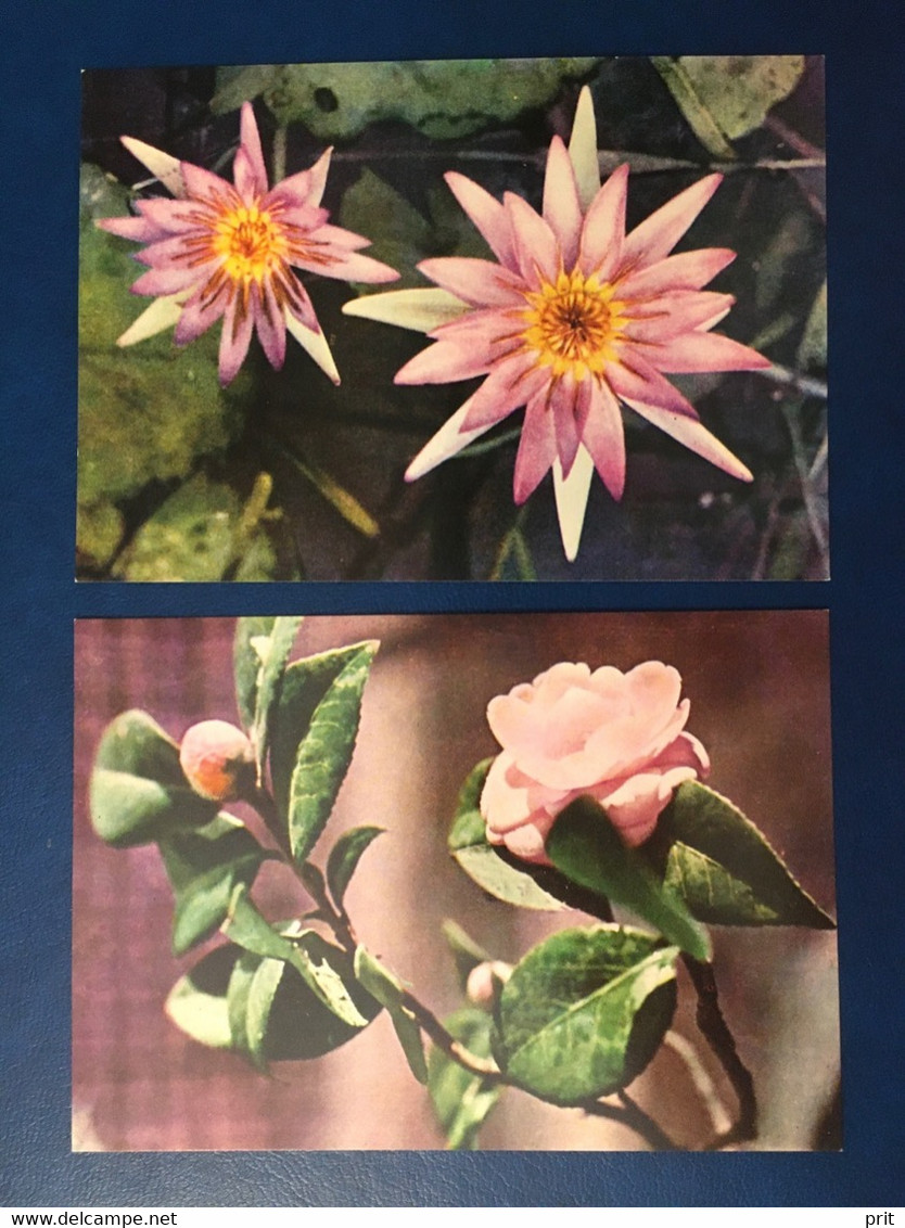 Water Lily & Camelia Vietnam 1970s Unused Photo Postcards Made For Soviet Russia/USSR Market. Publisher Hanoi Xunhasaba - Flowers