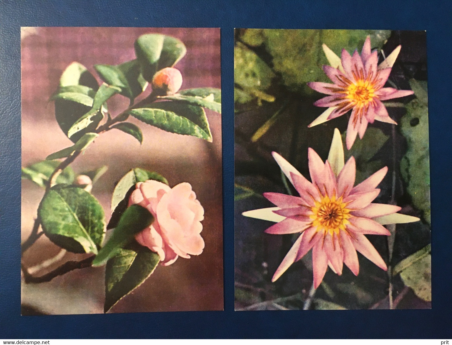 Water Lily & Camelia Vietnam 1970s Unused Photo Postcards Made For Soviet Russia/USSR Market. Publisher Hanoi Xunhasaba - Flowers