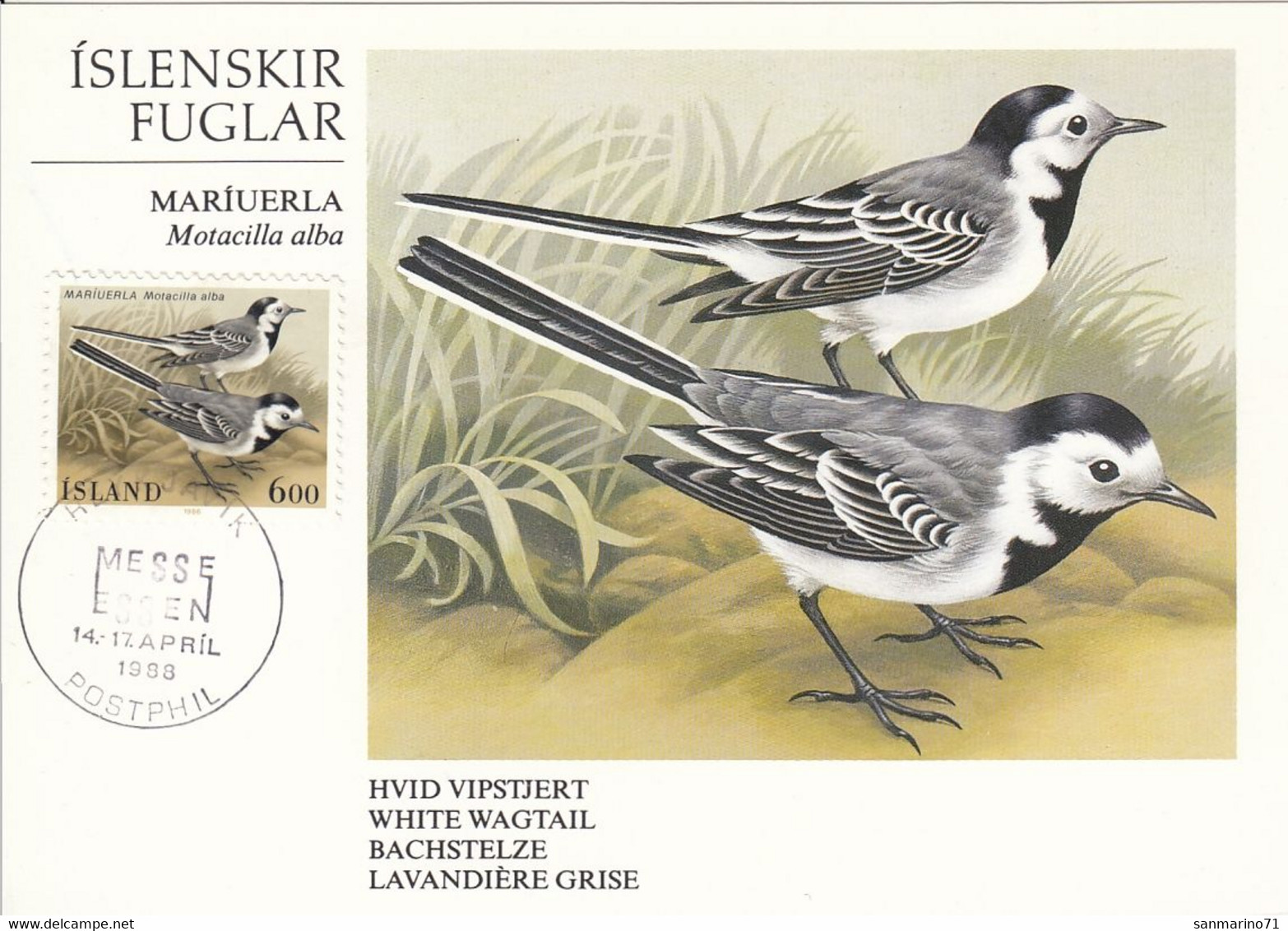 MAXIMUM CARD ICELAND 644,birds - Cartoline Maximum