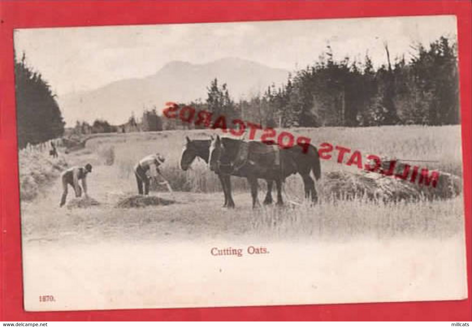 WORKING HORSES     CUTTING OATS  OATS     Pu 1904 - Attelages