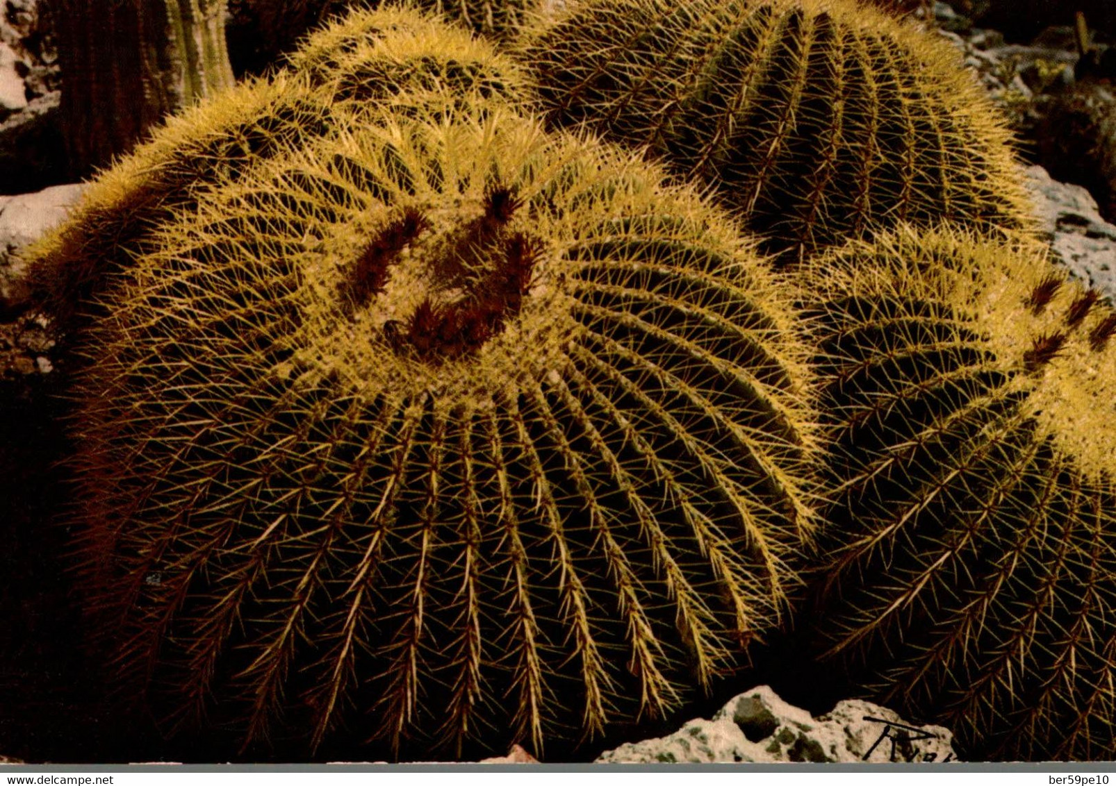 PLANTES EXOTIQUES COUSSINS DE BELLE MERE - Cactusses