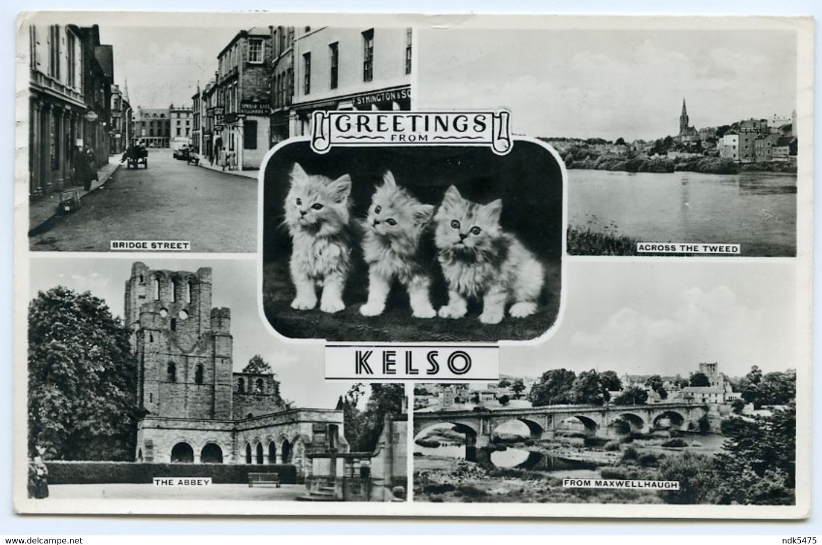 KELSO : MULTIVIEW (KITTENS) / ADDRESS - ABERDEEN, BROOMHILL AVENUE (COLE) - Roxburghshire