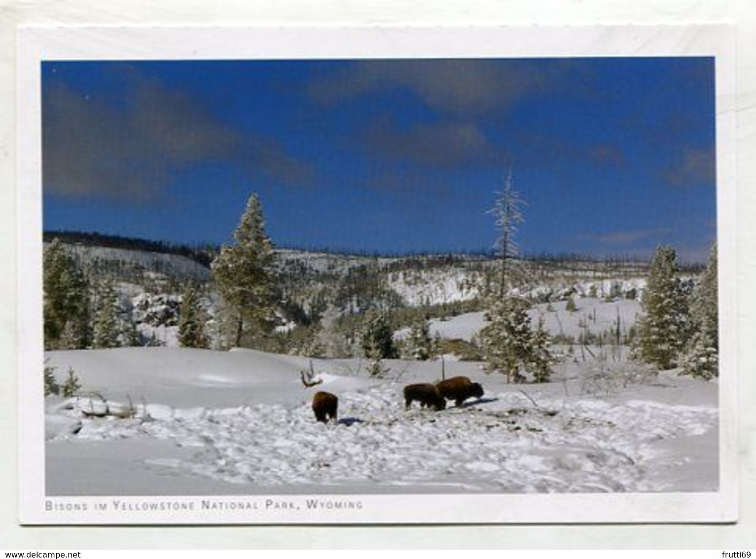 AK 072516 USA - Wyoming - Yellowstone National Park - Bisons - Yellowstone