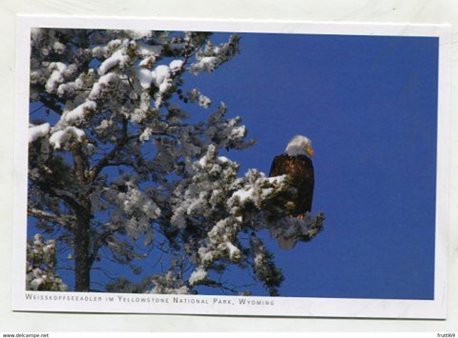 AK 072520 USA - Wyoming - Yellowstone National Park - Weisskofseeadler - Yellowstone