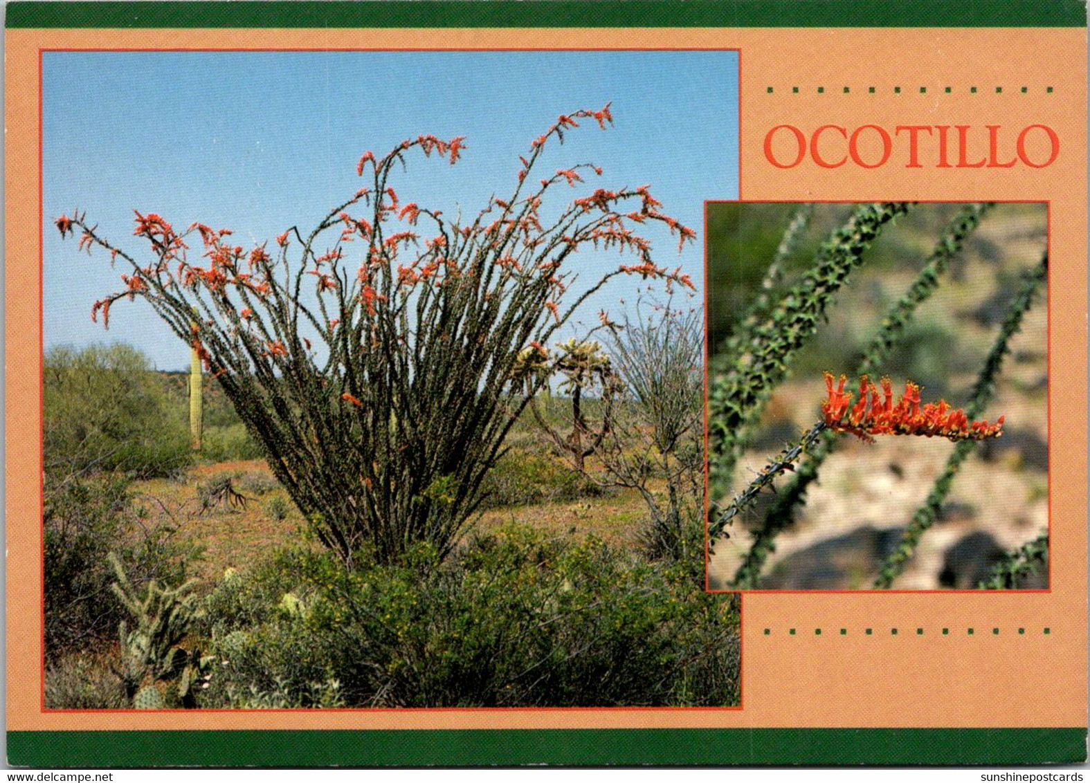Cactus Ocotillo With Red Blossoms - Cactusses