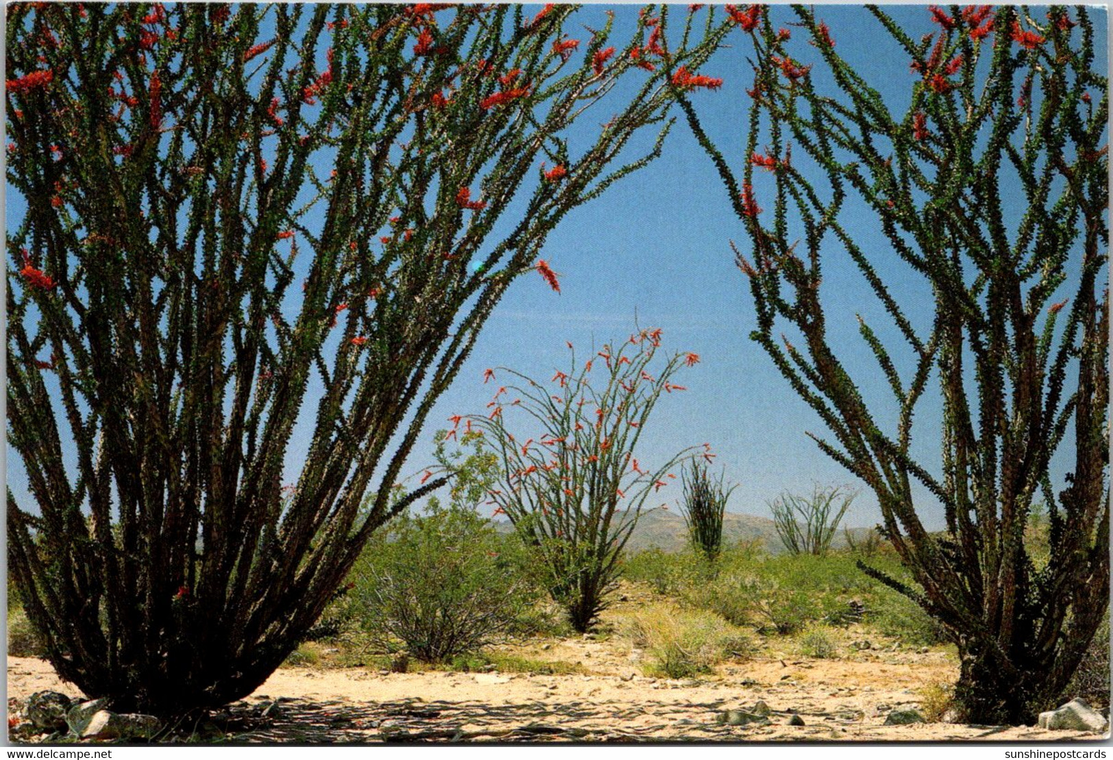 Cactus Ocotillo With Red Blossoms - Cactus