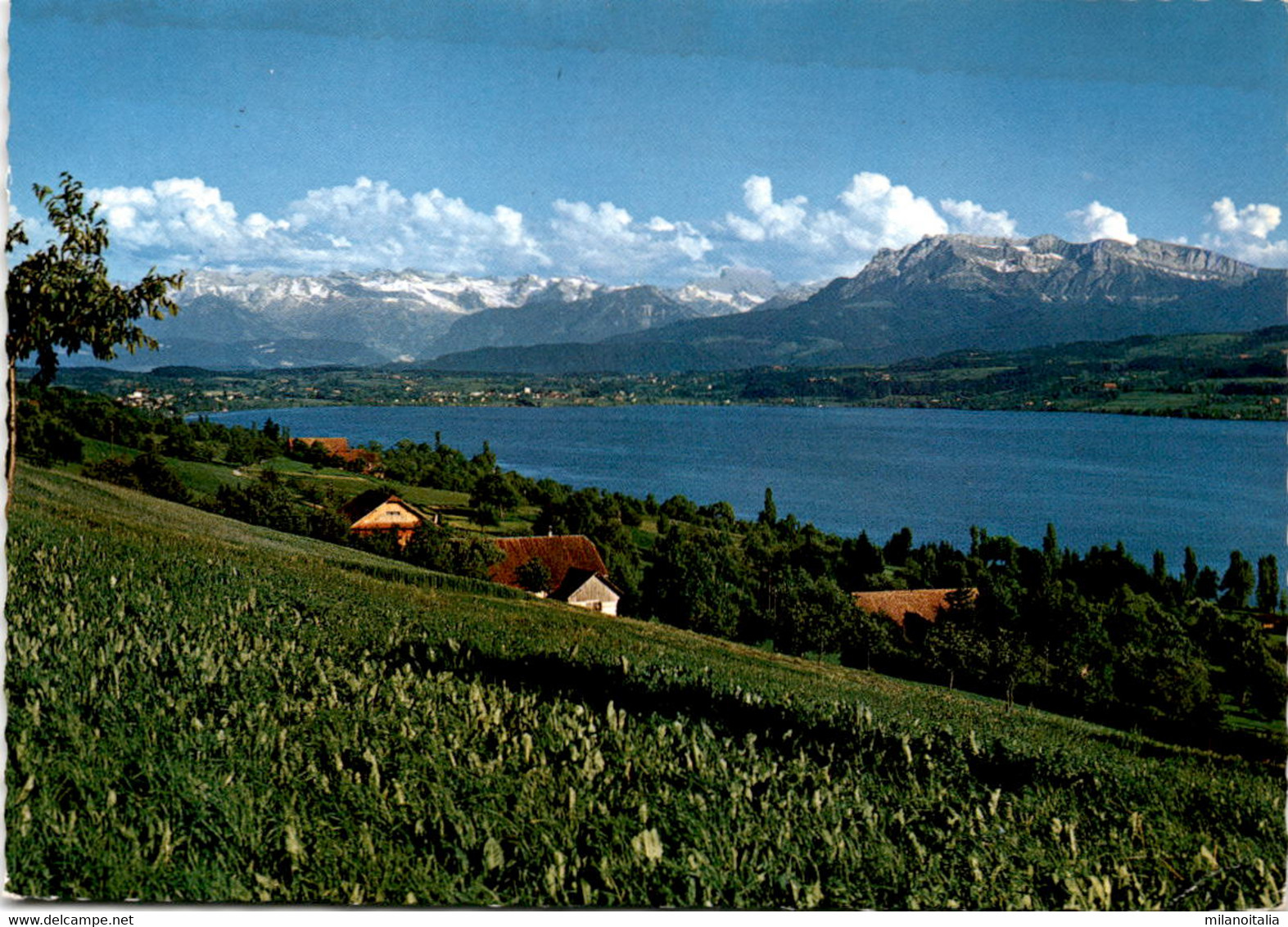 Sempachersee Mit Alpen (510) * 9. 5. 1973 - Sempach