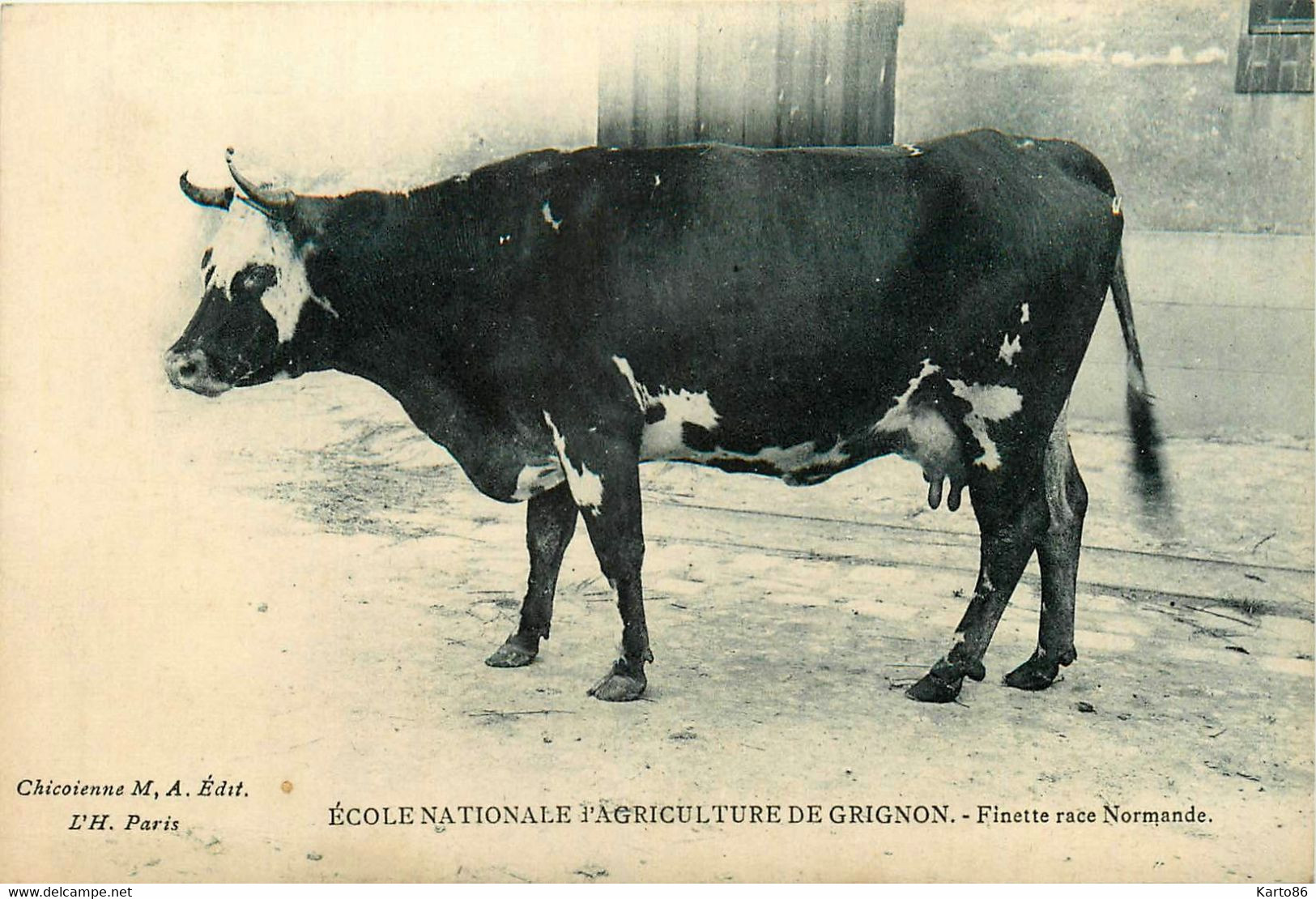 Grignon * école Nationale D'agriculture * Vache Finette Race Normande * Bovin - Grignon