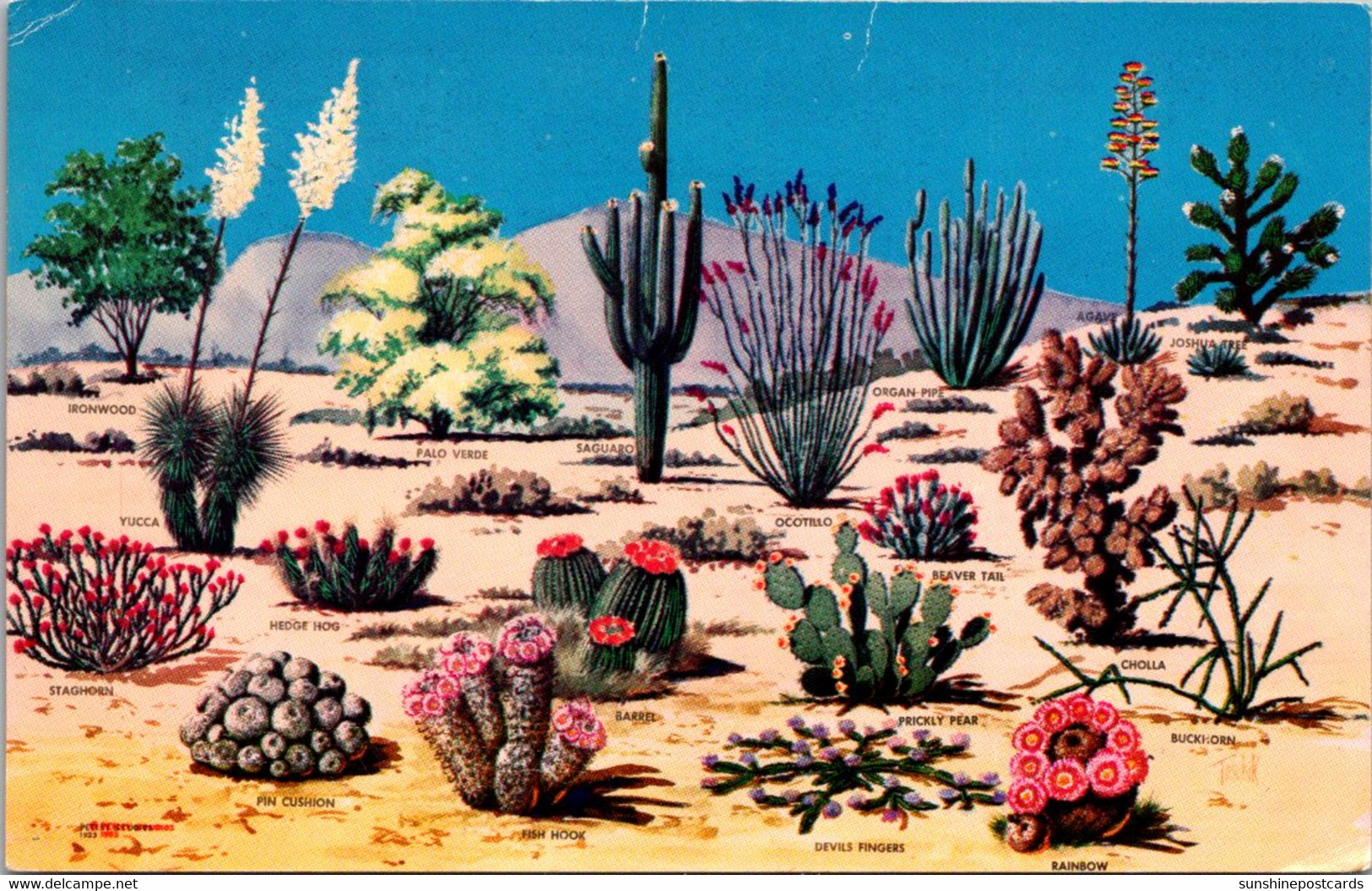 Cactus And Desert Flora Of The Great Southwest - Cactusses