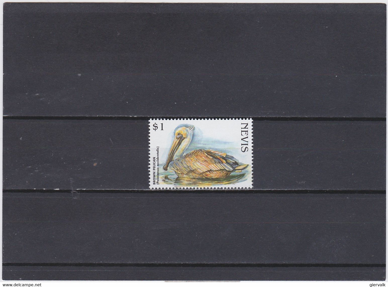 NEVIS 1998 PELICAN.MNH. - Pélicans