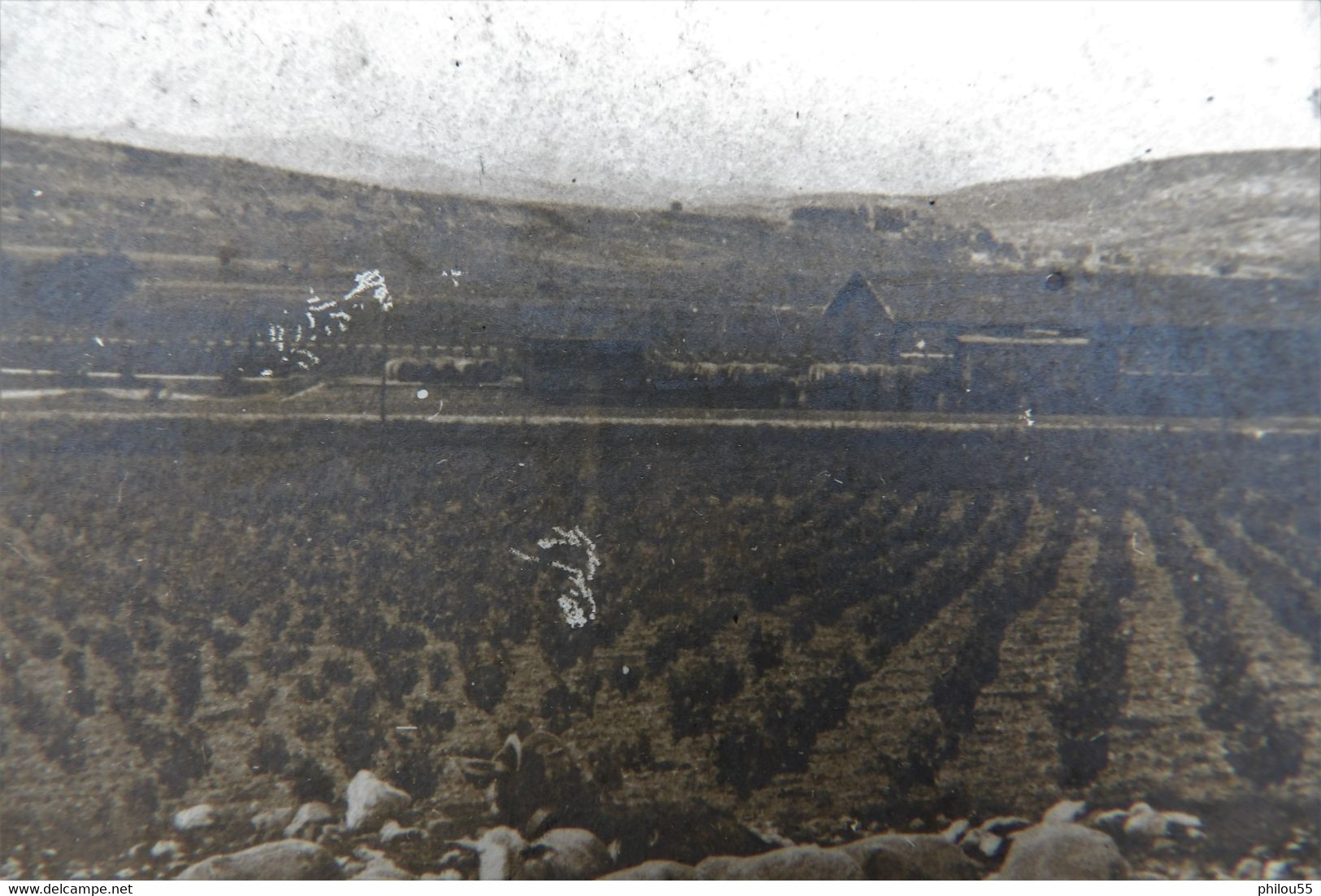 Cpa Photo 34 MURVIEL LES MONTPELLIER  Anime  Gare Vigne Wagons Barriques Bergers Troupeau De Moutons Chevres - Other & Unclassified