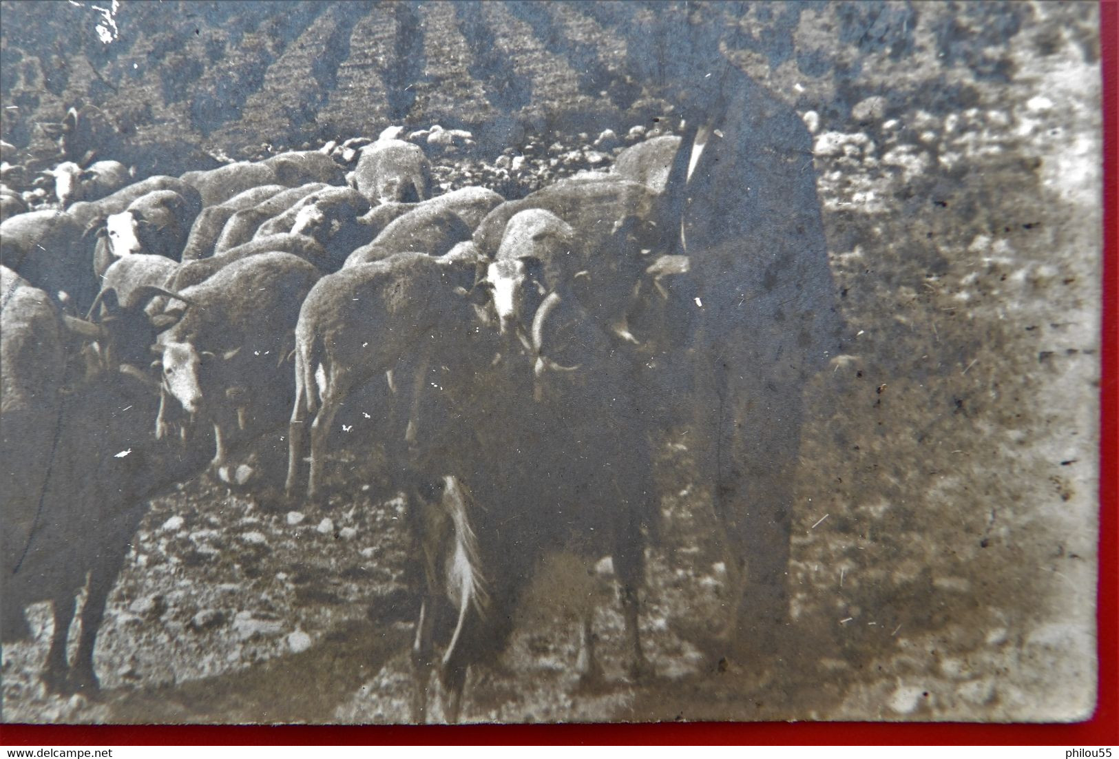 Cpa Photo 34 MURVIEL LES MONTPELLIER  Anime  Gare Vigne Wagons Barriques Bergers Troupeau De Moutons Chevres - Sonstige & Ohne Zuordnung