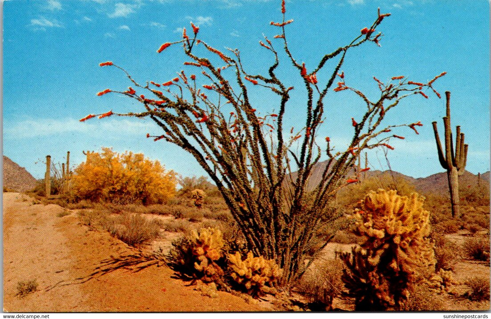 Cactus The Desert In Bloom Ocotillo - Cactusses