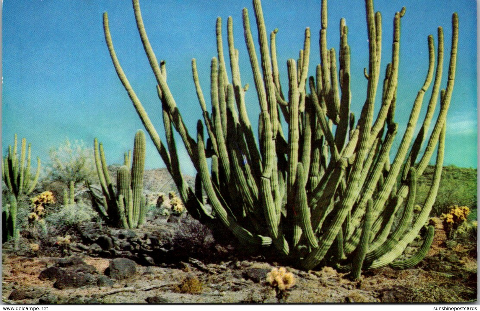 Cactus Giant Organ Pipe Cactus - Cactus