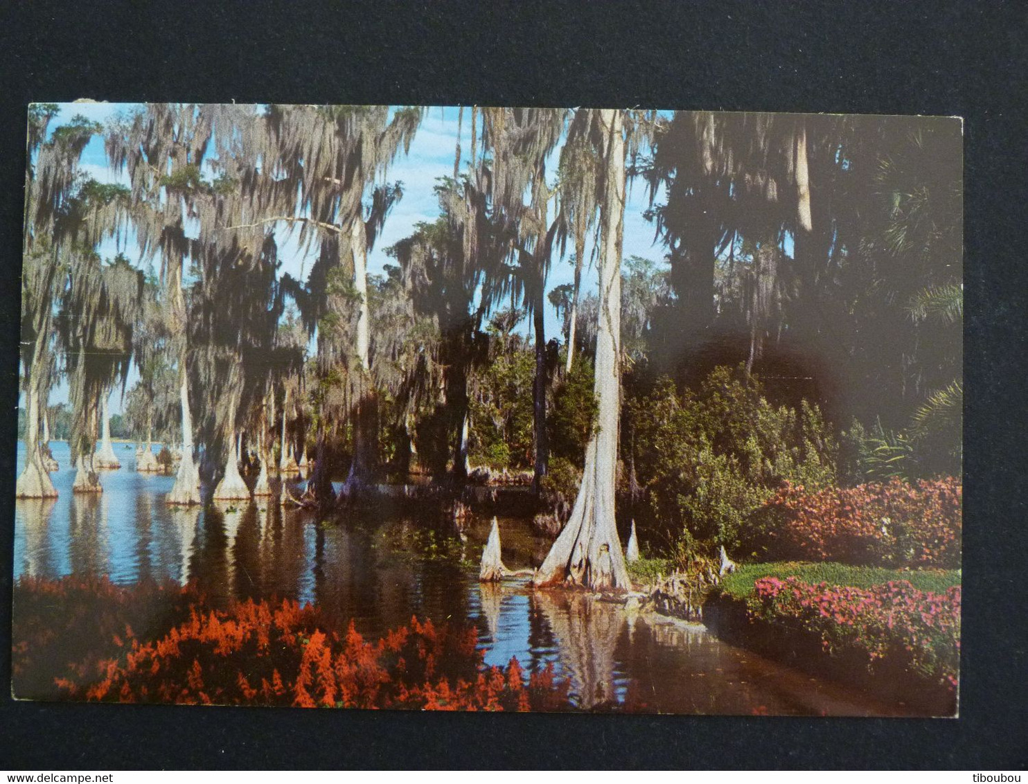 LETTRE ETATS UNIS USA UNITED STATES AVEC YT PA 57 CLOCHE DE LA LIBERTE - CYPRES LAKE ELOISE FLORIDA ARBRE TREE BAUM - 3c. 1961-... Briefe U. Dokumente